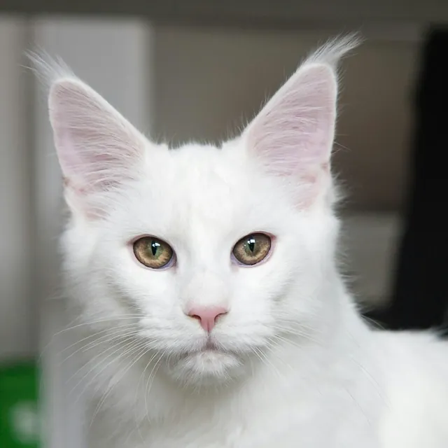 Chat blanc à poil long, photo d'illustration pour Hélium, mascotte de Chat Perchoir