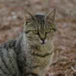 Chat tigré brun assis dehors, photo d'illustration pour Rescape, mascotte de Chat Perchoir