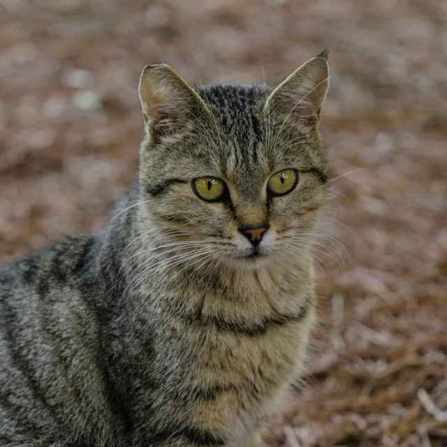 Chat tigré brun assis dehors, photo d'illustration pour Rescape, mascotte de Chat Perchoir