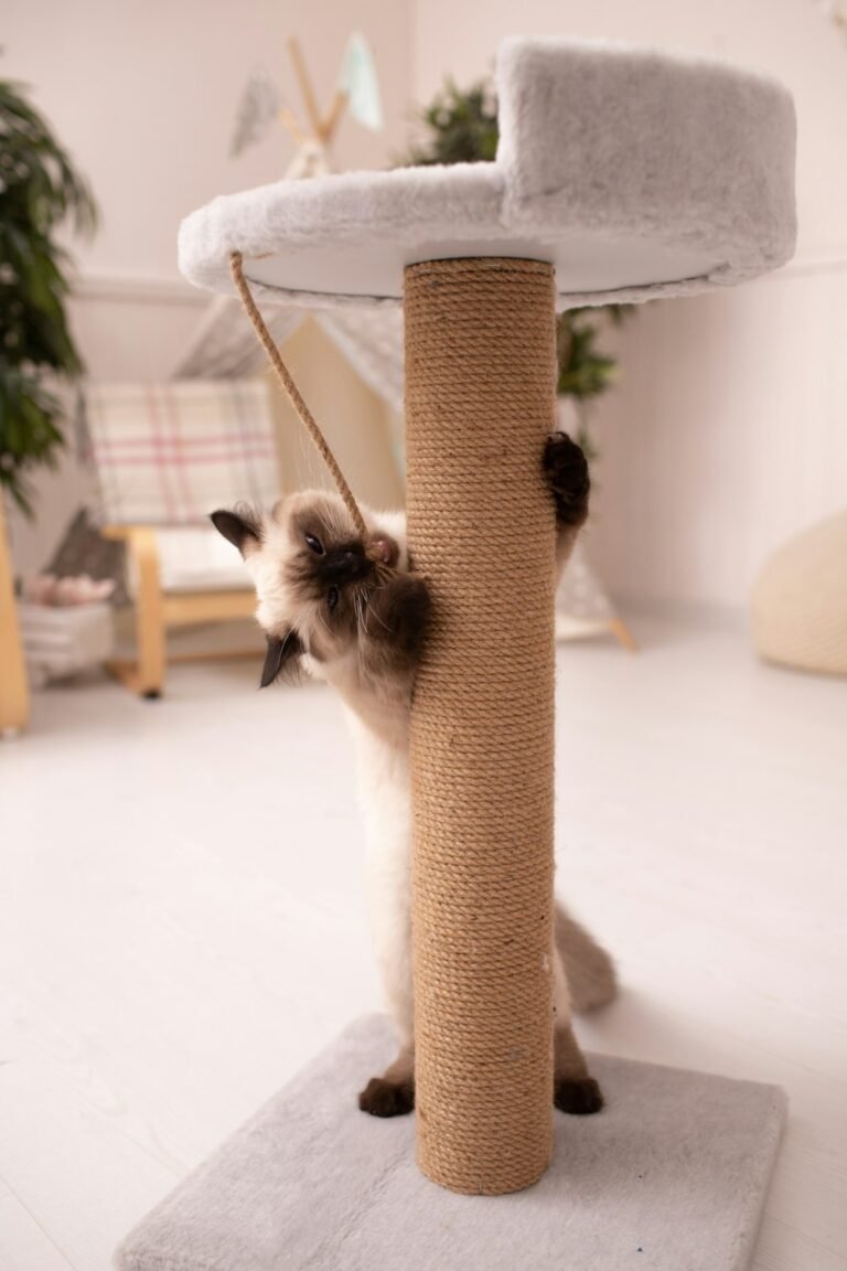 Chat qui joue avec un griffoir dans un salon