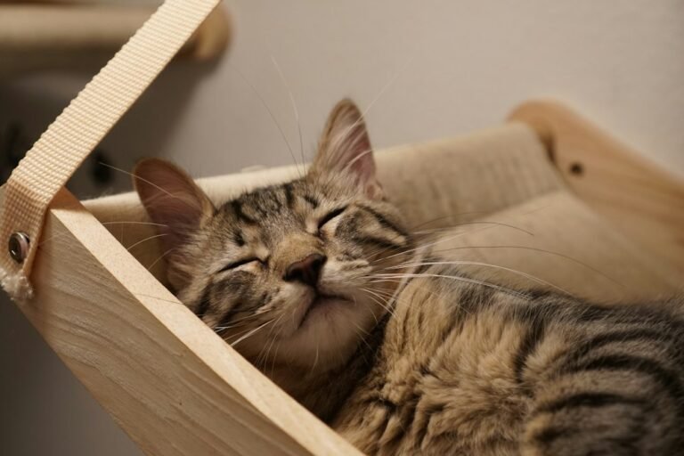 Chat tigré qui dort dans un hamac en bois