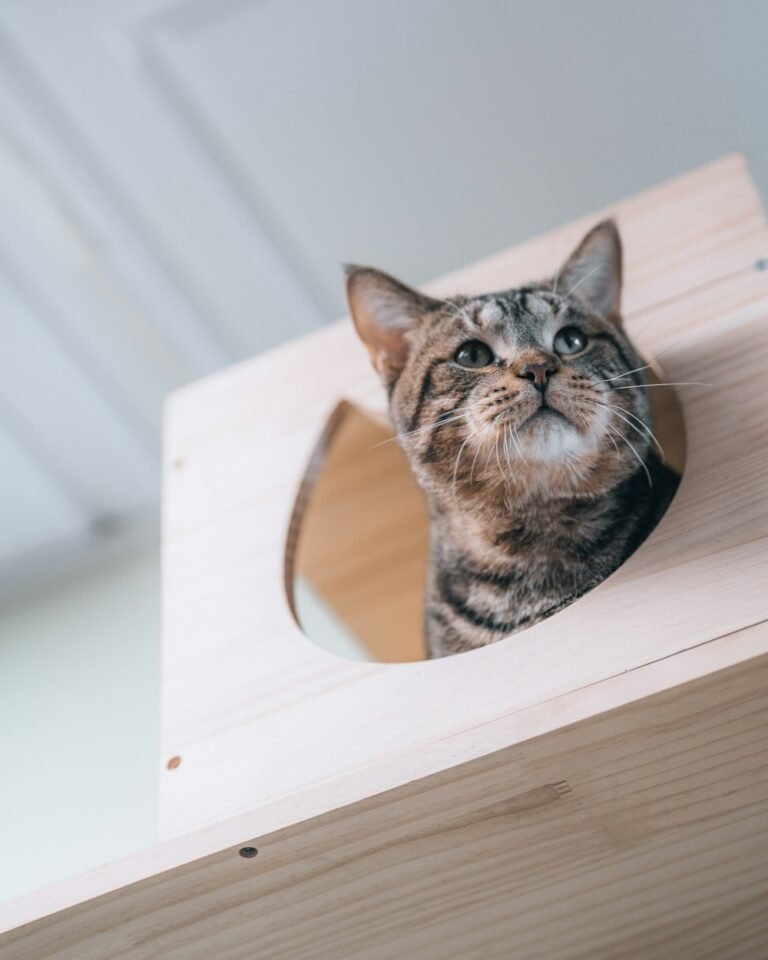 Chat tigré qui sort d'une maison en bois
