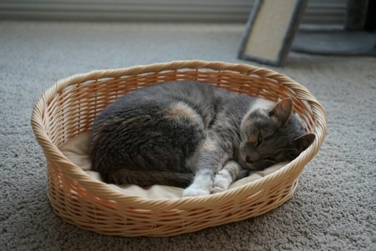 Chat gris et blanc blotti dans un panier en osier