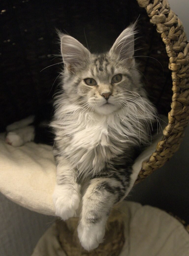 Chat à poil long gris et blanc assis dans un arbre à chat