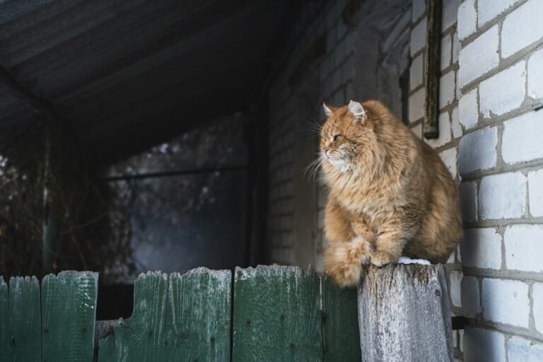 Chat roux assis sur un poteau en bois, dehors