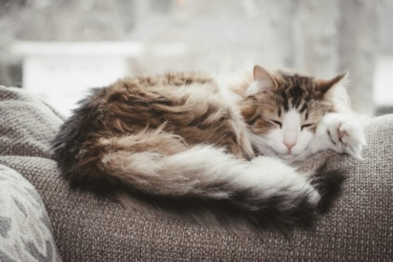 Chat qui se repose sur un coussin gris