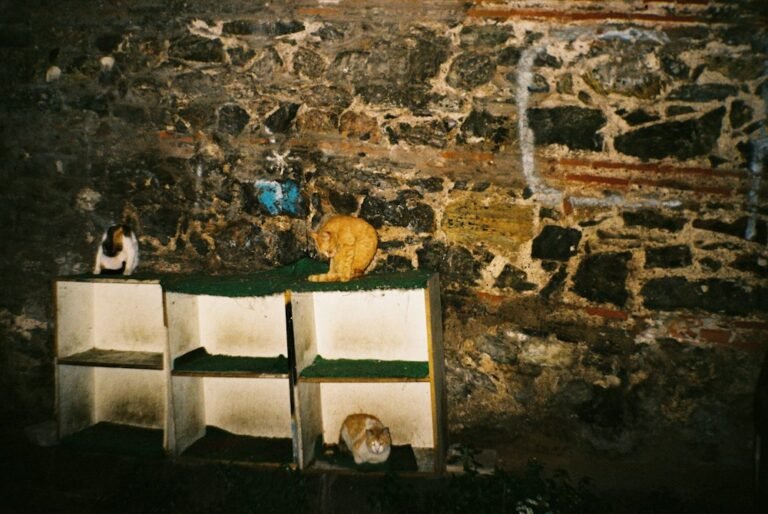 Chats installés sur des étagères murales