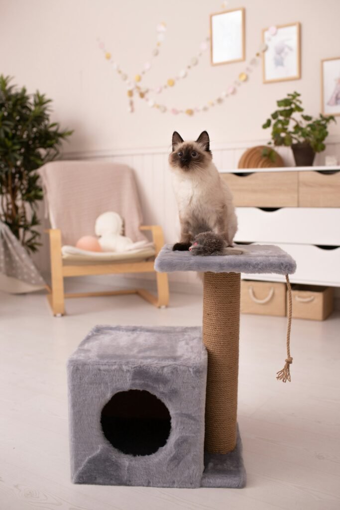 Chat assis au sommet d’un arbre à chat dans un salon clair